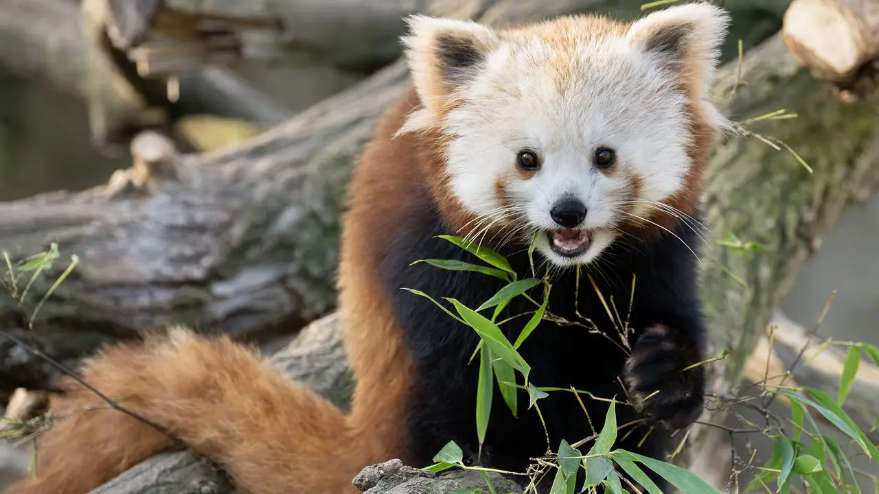 Рыжий и пушистый : очаровательное пополнение в венском зоопарке Шёнбрунн